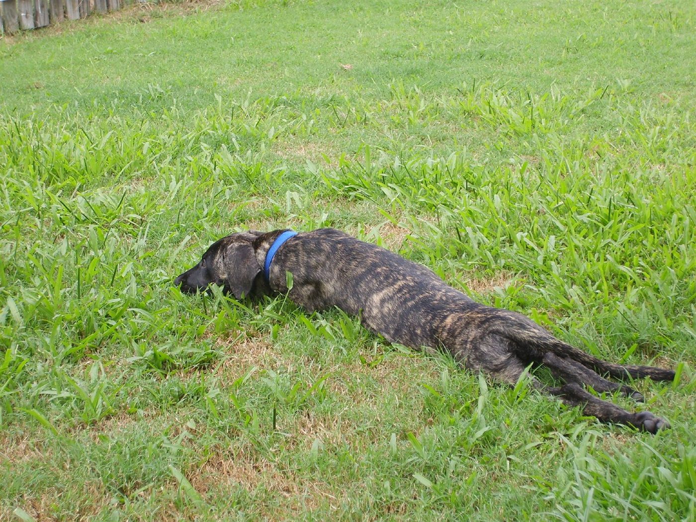 Chiot Dogue Allemand bringé, étendu dans l'herbe