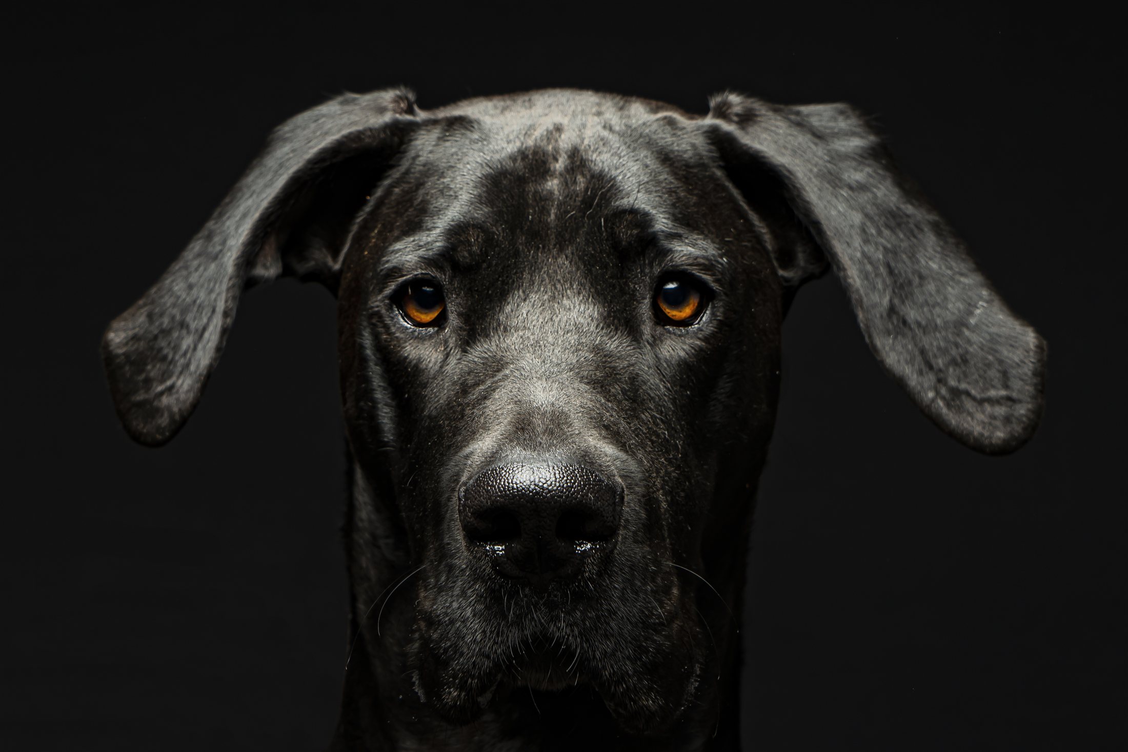 Dogue Allemand au regard noble, portrait en studio