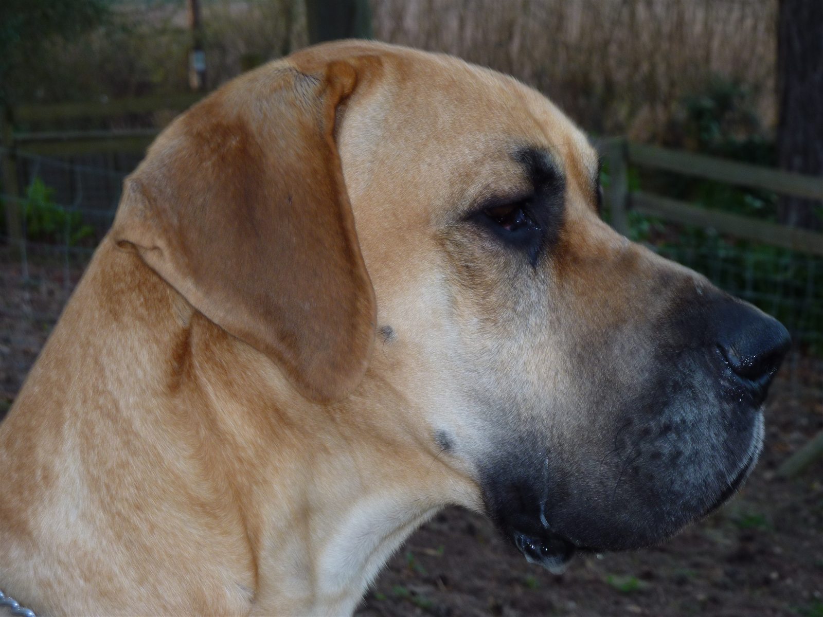 Dogue Allemand fauve, portrait de profil