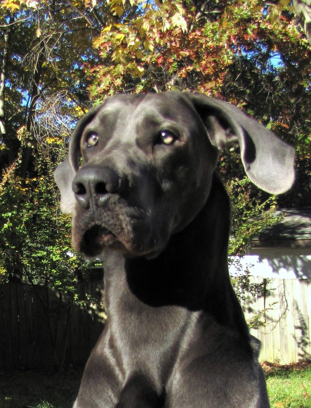 Dogue Allemand bleu dans le jardin du manoir